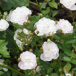 Rosa White Fairy